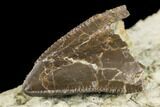 Rare, Serrated, Torvosaurus Tooth Tip - Colorado #152039-2